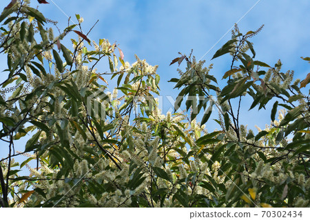 Full-bloomed flowers of the evergreen tree "Lepidodendron" of the Rosaceae family, taken in October 70302434
