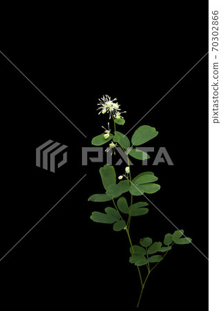 Akikaramatsu 70302866