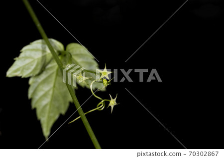 Amateur crane 70302867