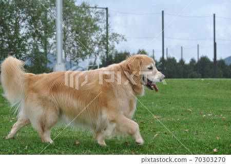 Dog walking in the park 70303270