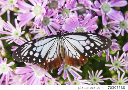 Butterflies are sucking nectar from flowers. The name of this butterfly is Chestnut tiger. Butterflies are sucking nectar from flowers. The name of this butterfly is Chestnut tiger. 70303388