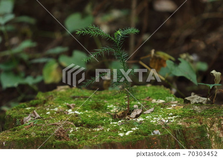 Natural plants, Japanese cedar, stumps and young trees. Is it four to five years old that is growing well? At the bottom left is the current year Natural plants, Japanese cedar, stumps and young trees. Is it four to five years old that is growing well? At the bottom left is the current year 70303452