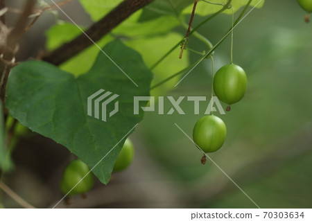 十月初的天然植物Suzumeuri。年輕的綠色水果在長莖的末端生長 70303634