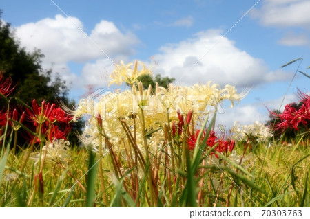 山田池公園：秋天的鄉村花朵：gan花：滿酒坂：紅色：白色 70303763