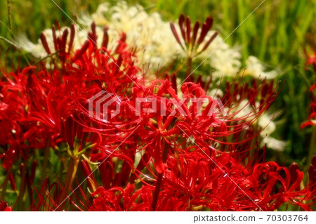 Yamadaike Park: Autumn Rural Flowers: Amaryllidaceae: Manju Saka: Red: White 70303764