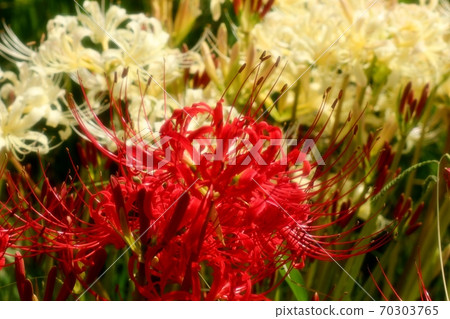 Yamadaike Park: Autumn Rural Flowers: Amaryllidaceae: Manju Saka: Red: White 70303765