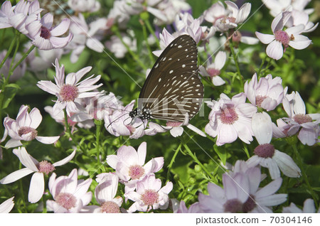 蝴蝶正在吮吸花的蜂蜜。蝴蝶的名字叫Tsumurasaki Madara。 70304146