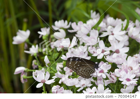 蝴蝶正在吮吸花的蜂蜜。蝴蝶的名字叫Tsumurasaki Madara。 70304147