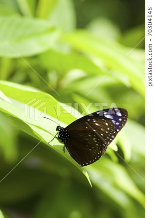 蝴蝶的名字叫Tsumurasaki Madara。 70304148