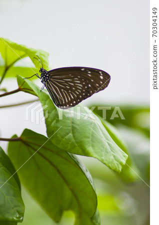 The name of the butterfly is Tsumurasaki Madara. 70304149