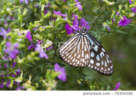 Butterflies are sucking nectar from flowers. The name of this butterfly is Ryukyu Asagi Madara. Butterflies are sucking nectar from flowers. The name of this butterfly is Ryukyu Asagi Madara. 70304380