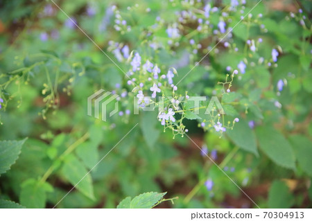 Flowers of Caliphone 70304913
