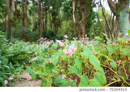 Flower of Shiu-kaido 70304914