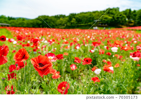 初夏,藍藍的天空中的罌粟湖畔公園 初夏,藍藍的天空中的罌粟湖畔公園 70305173