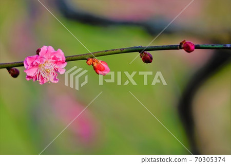 綠色紫色紅色李子 綠色紫色紅色李子 70305374