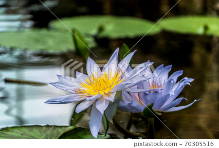 Buds and blooming water lilies Buds and blooming water lilies 70305516