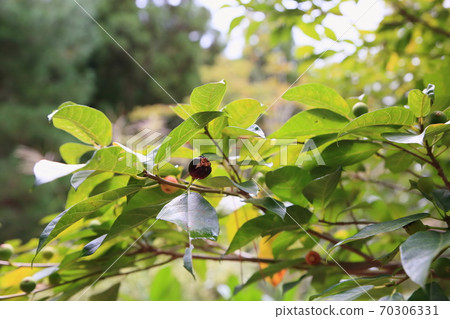 Inu Biva的果實 70306331