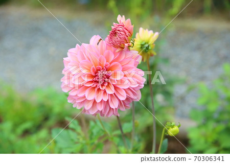 Dahlia flower Dahlia flower 70306341
