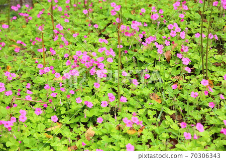 Geraniumium flowers 70306343