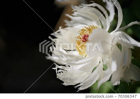 One white peony with a black background One white peony with a black background 70306347