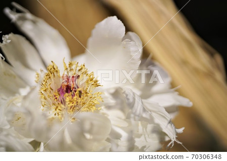 One white peony up One white peony up 70306348