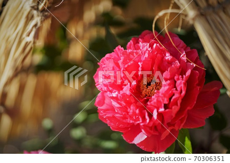 一株深粉紅色牡丹 一株深粉紅色牡丹 70306351