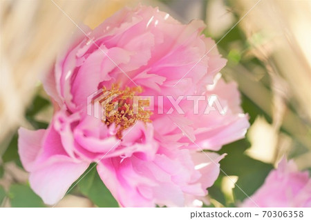 One pale pink peony One pale pink peony 70306358