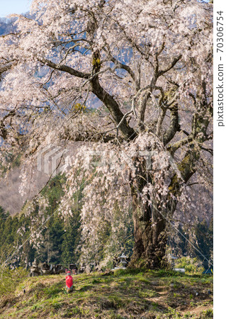 Lower weeping cherry tree 70306754