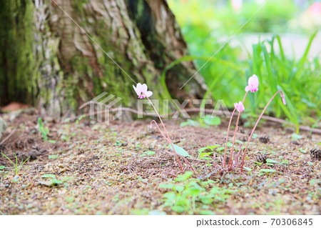 Cyclamen Flower Hedeliforium 70306845