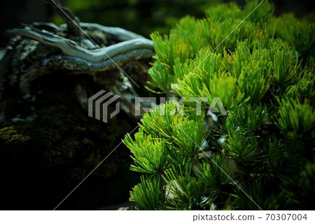 Pine branches 70307004