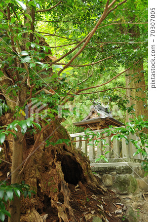 Magnolia obovata at Haibarakaiba Shrine 70307005