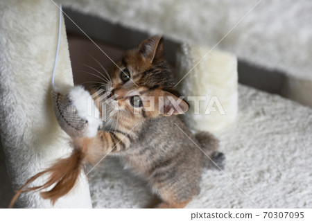 Kijitora kitten playing with toys in the cat tower Kijitora kitten playing with toys in the cat tower 70307095