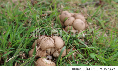 蘑菇 蘑菇 70307336