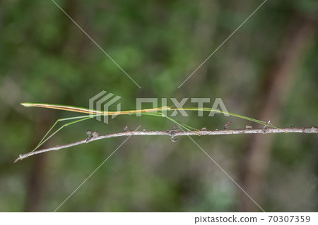 Image of a siam giant stick insect on the branch. Image of a siam giant stick insect on the branch. 70307359