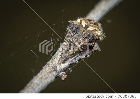 Image of Laglaise's garden spider on the branch. Image of Laglaise's garden spider on the branch. 70307363