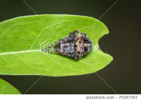 Image of Laglaise's garden spider on green leaf. Image of Laglaise's garden spider on green leaf. 70307365