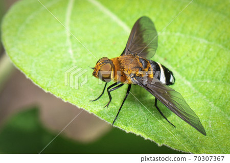 Image of hoverfly on green leaf. Insect. Animal. Image of hoverfly on green leaf. Insect. Animal. 70307367