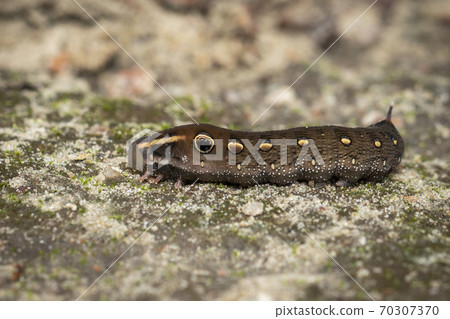 Image of brown caterpillar on the floor. Insect. 70307370