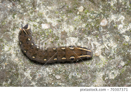 Image of brown caterpillar on the floor. Insect. 70307371