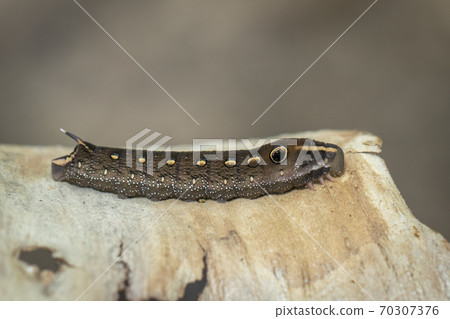Image of brown caterpillar on a natural background Image of brown caterpillar on a natural background 70307376