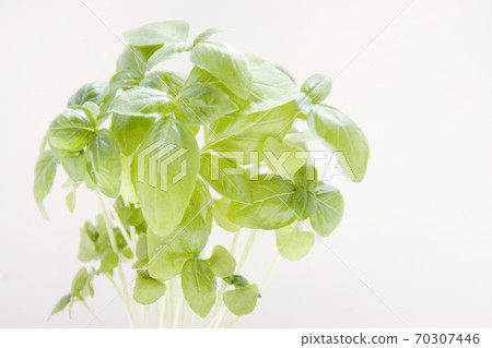 Basil leaves grown in the vegetable garden Veranda vegetable garden Basil leaves grown in the vegetable garden Veranda vegetable garden 70307446