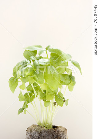 Basil leaves grown in the vegetable garden Veranda vegetable garden Basil leaves grown in the vegetable garden Veranda vegetable garden 70307448