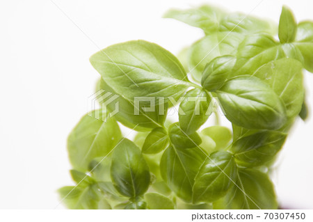 Basil leaves grown in the vegetable garden Veranda vegetable garden 70307450