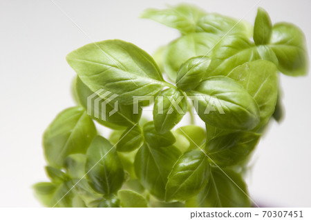 Basil leaves grown in the vegetable garden Veranda vegetable garden Basil leaves grown in the vegetable garden Veranda vegetable garden 70307451