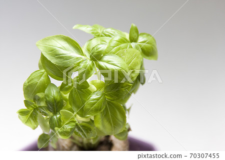 Basil leaves grown in the vegetable garden Veranda vegetable garden Basil leaves grown in the vegetable garden Veranda vegetable garden 70307455