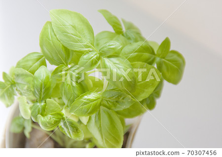 Basil leaves grown in the vegetable garden Veranda vegetable garden Basil leaves grown in the vegetable garden Veranda vegetable garden 70307456
