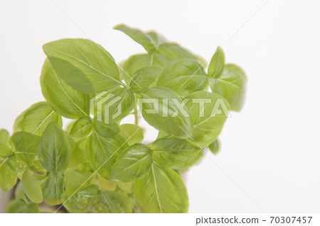 Basil leaves grown in the vegetable garden Veranda vegetable garden 70307457