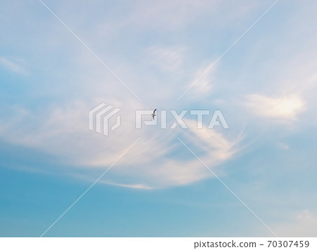 Silhouette of a flying bird in the blue sky 70307459