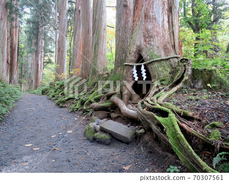 The cedar of Togakushi Shrine 70307561