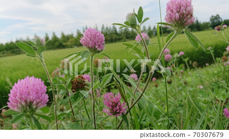 Red clover and sky Red clover and sky 70307679